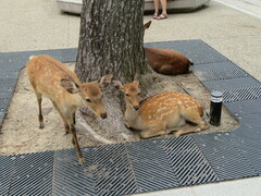 Cervus nippon centralis