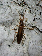 Thelyphassa lineata