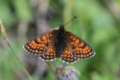 Melitaea varia