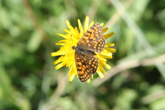 Melitaea celadussa