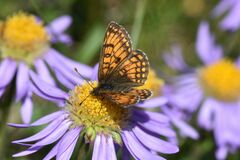 Melitaea varia