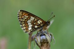 Melitaea varia