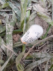 Poekilloptera phalaenoides