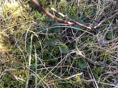 Pyrola rotundifolia