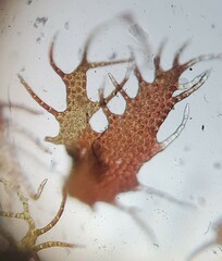 Ptilidium pulcherrimum