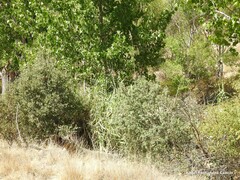 Populus × canadensis