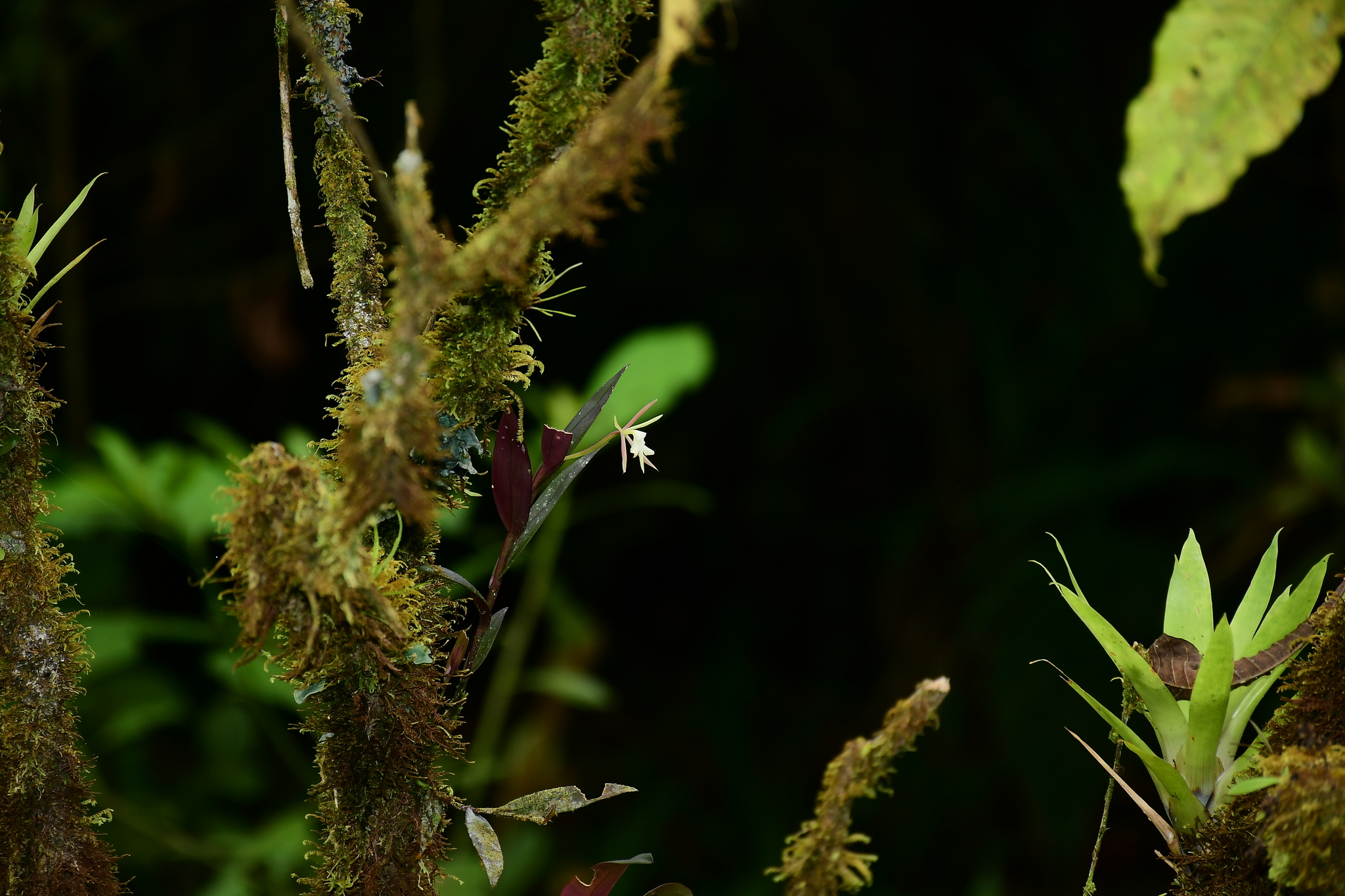 Epidendrum mininocturnum Dodson