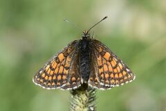 Melitaea varia