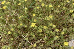 Alyssum trichostachyum