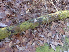 Ptilidium pulcherrimum