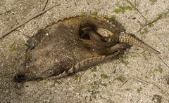 Chaetophractus villosus