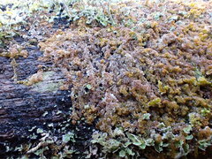 Ptilidium pulcherrimum