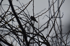 Junco hyemalis
