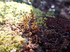 Ptilidium pulcherrimum