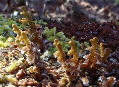 Ptilidium pulcherrimum