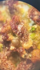 Ptilidium pulcherrimum