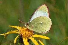 Colias palaeno