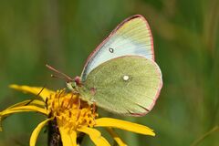 Colias palaeno