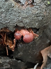 Tubaria punicea