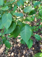 Croton glabellus polytrichus