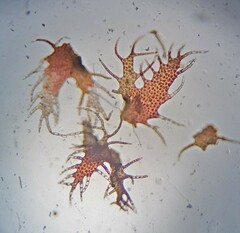 Ptilidium pulcherrimum