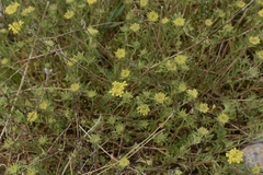 Alyssum trichostachyum