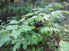 Sambucus racemosa melanocarpa