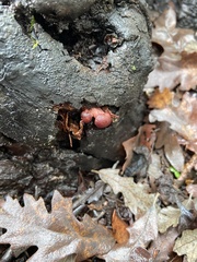 Tubaria punicea