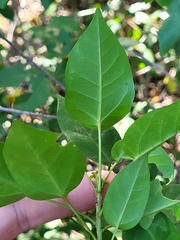 Croton glabellus polytrichus