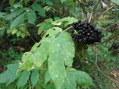 Sambucus racemosa melanocarpa