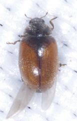 Scymnus suturalis