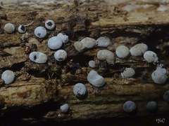Didymium squamulosum