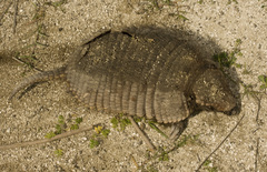 Chaetophractus villosus