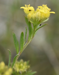 Alyssum trichostachyum
