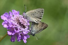 Lycaena hippothoe