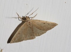 Zanclognatha protumnusalis