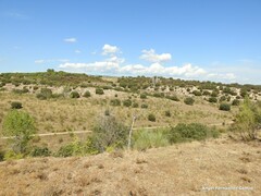 Lavandula pedunculata