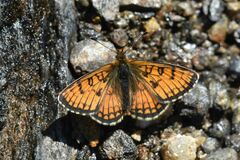 Melitaea varia
