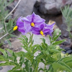 Solanum etuberosum