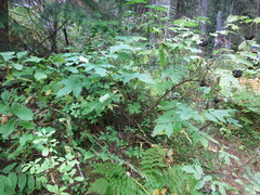 Sambucus racemosa melanocarpa