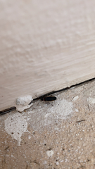 Stenomacra marginella