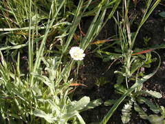 Glebionis coronaria