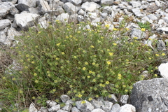 Alyssum trichostachyum