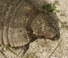 Chaetophractus villosus