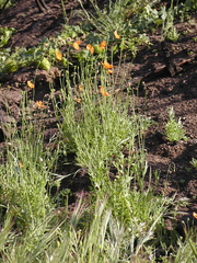 Papaver californicum