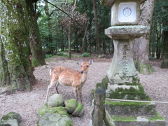 Cervus nippon centralis