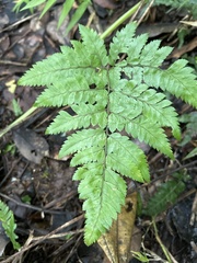 Polystichopsis chaerophylloides