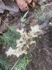 Lobaria