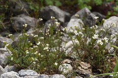 Cardamine graeca