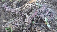 Ajuga chamaepitys
